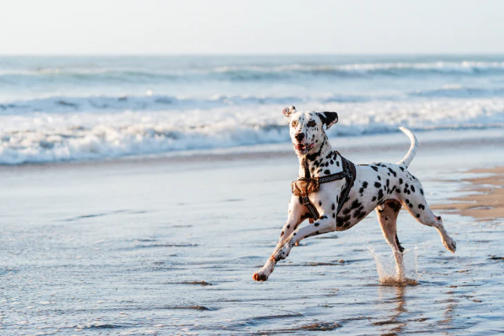Beach Etiquette for Dog Owners in Jupiter: Rules of the Sand