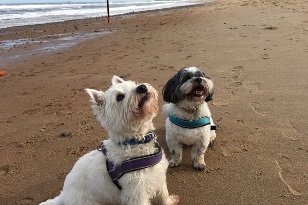 best dog treats for the beach environment Best Dog Treats for the Beach Environment and Training