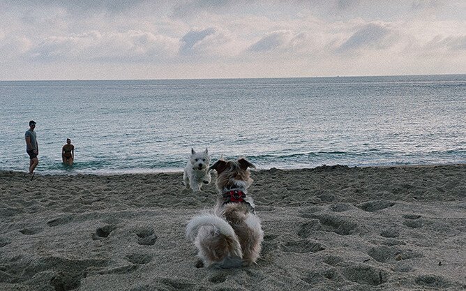can dogs go on paddleboards in jupiter Can Dogs Go on Paddleboards in Jupiter? What You Need