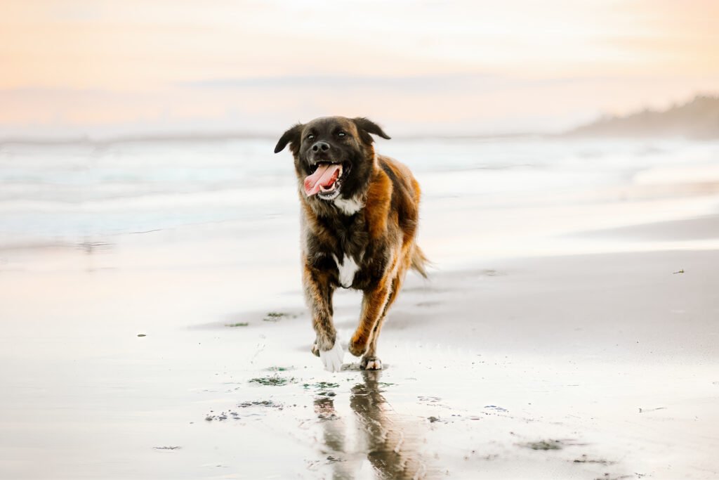 Can You Bring a Dog Stroller to Jupiter Beach? Access Tips