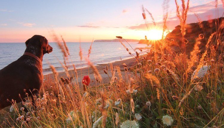 how to plan a dog birthday party at jupiter beach How to Plan a Dog Birthday Party at Jupiter Beach