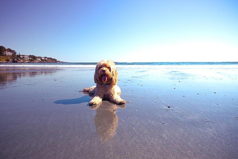 Is Jupiter Dog Beach Free for Everyone? Cost and Fees