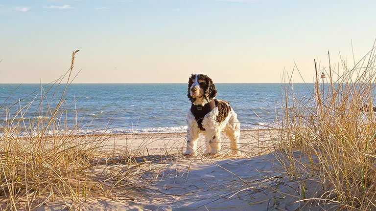 Jupiter Beach Dog Friendly Hiking Trails and Paths