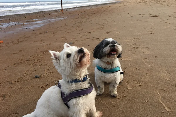 jupiter dog beach parking permit for residents Jupiter Beach Dog Parking Permit for Residents: How to Get One