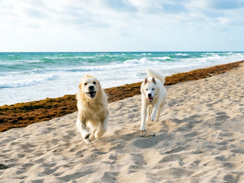 Jupiter Dog Beach vs Carlin Park for Dogs: Which is Better?