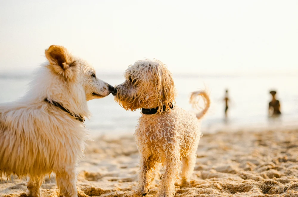Local Grooming Services Near Jupiter Beach for Post-Beach Prep