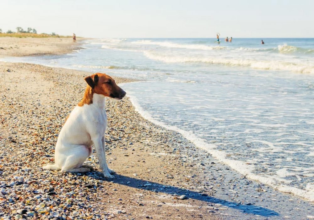 The Best Way to Travel to Jupiter with a Dog: Tips and Gear