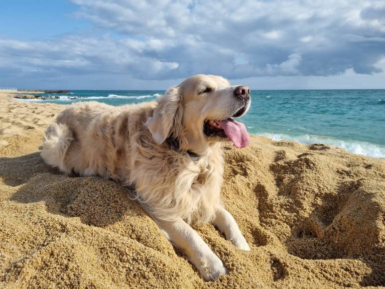 best way to travel to jupiter with a dog The Best Way to Travel to Jupiter with a Dog: Tips and Gear