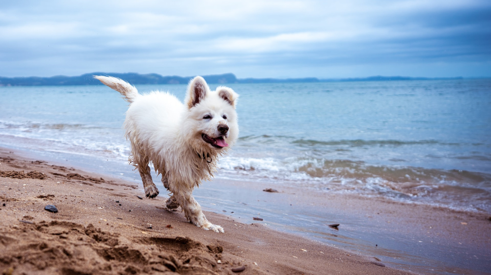 What to Do if Your Dog Gets Stung by a Jellyfish at the Beach