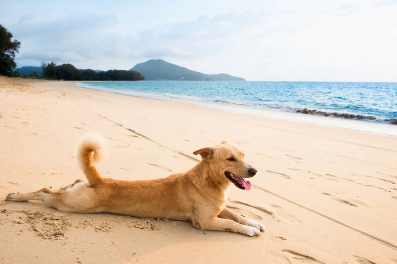 best sunscreens for dogs at jupiter beach Best Sunscreens for Dogs at Jupiter Beach: Protect Their Skin