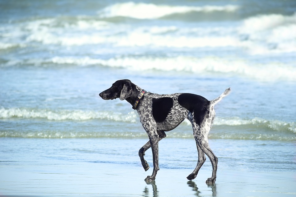 common wildlife to watch for at jupiter dog beach Common Wildlife to Watch for at Jupiter Dog Beach