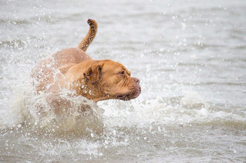how to avoid seagrass issues with dogs in jupiter How to Avoid Seagrass Issues with Dogs in Jupiter Beach