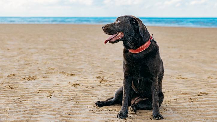 how to clean sand off your dog after the beach How to Clean Sand Off Your Dog After a Day at the Beach