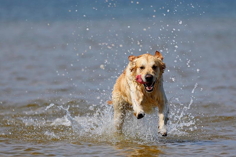 how to dispose of dog waste properly at the beach How to Dispose of Dog Waste Properly at the Beach