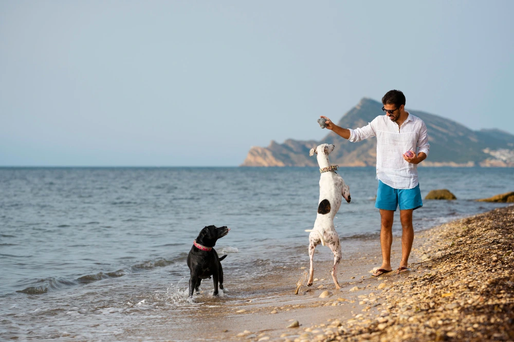 how to navigate jupiter dog beach with multiple dogs How to Navigate Jupiter Dog Beach with Multiple Dogs