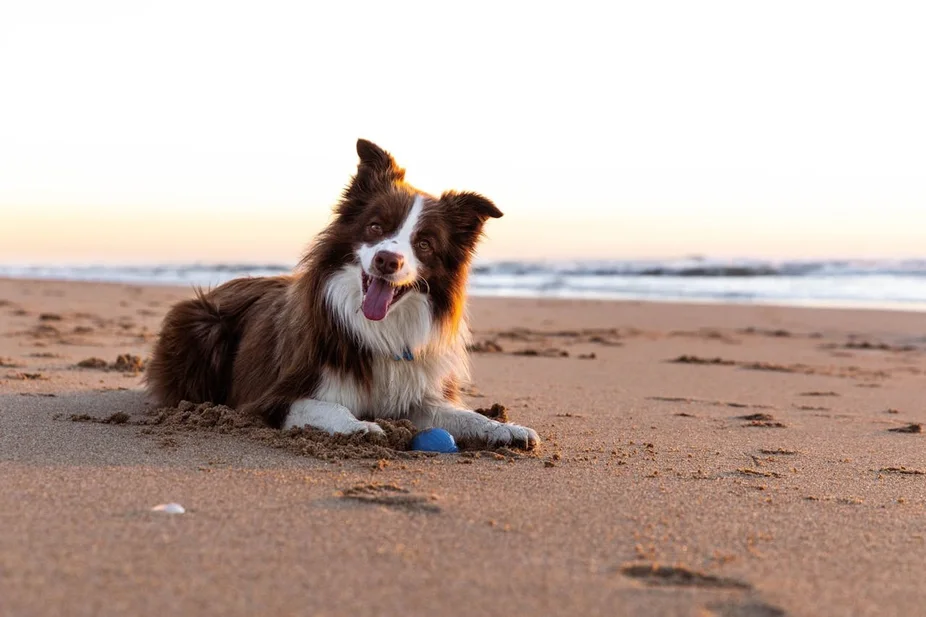 how to prevent your dog from drinking sea water How to Prevent Your Dog From Drinking Sea Water