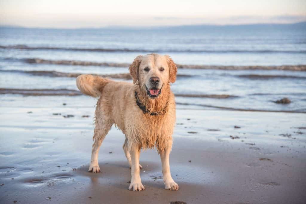 how to train your dog for a beach trip How to Train Your Dog for a Beach Trip: Essential Steps