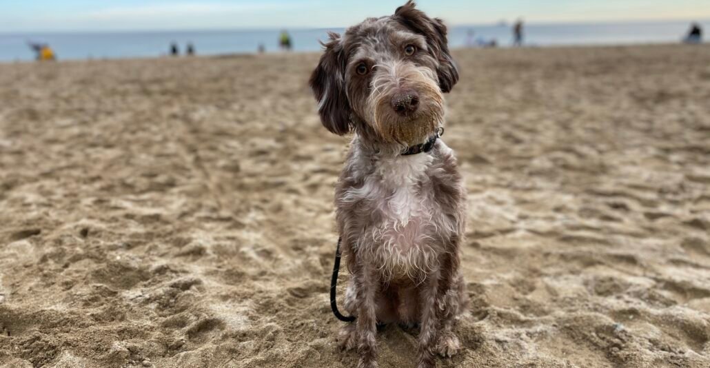 is jupiter dog beach suitable for nervous dogs Is Jupiter Dog Beach Suitable for Nervous Dogs? Expert Tips