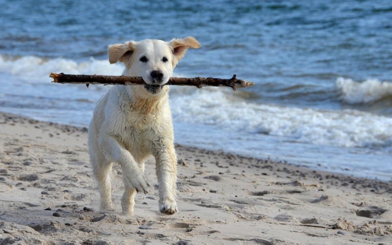 is jupiter dog beach wheelchair accessible for pets Is Jupiter Dog Beach Wheelchair Accessible for Pets?