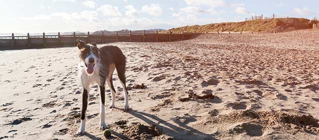 jupiter beach dog policy for non residents Jupiter Beach Dog Policy for Non Residents: Key Information
