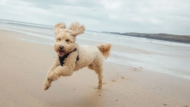 jupiter beach sand conditions for paws Jupiter Beach Sand Conditions for Paws: Protecting Your Pet