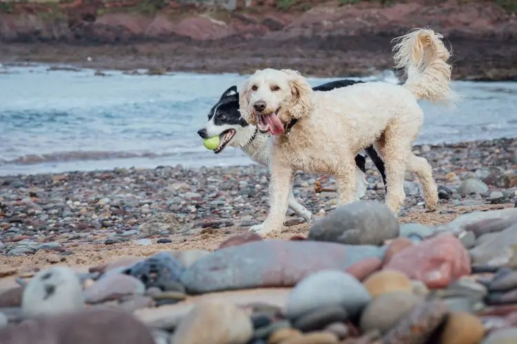 jupiter dog beach amenities and facilities Jupiter Dog Beach Amenities and Facilities: An Overview