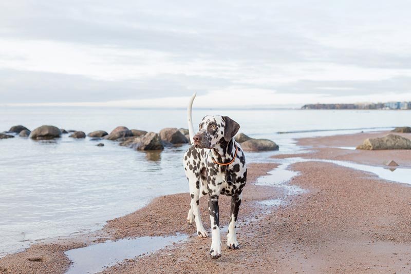Jupiter Dog Beach Rules for Puppies Under 6 Months Old