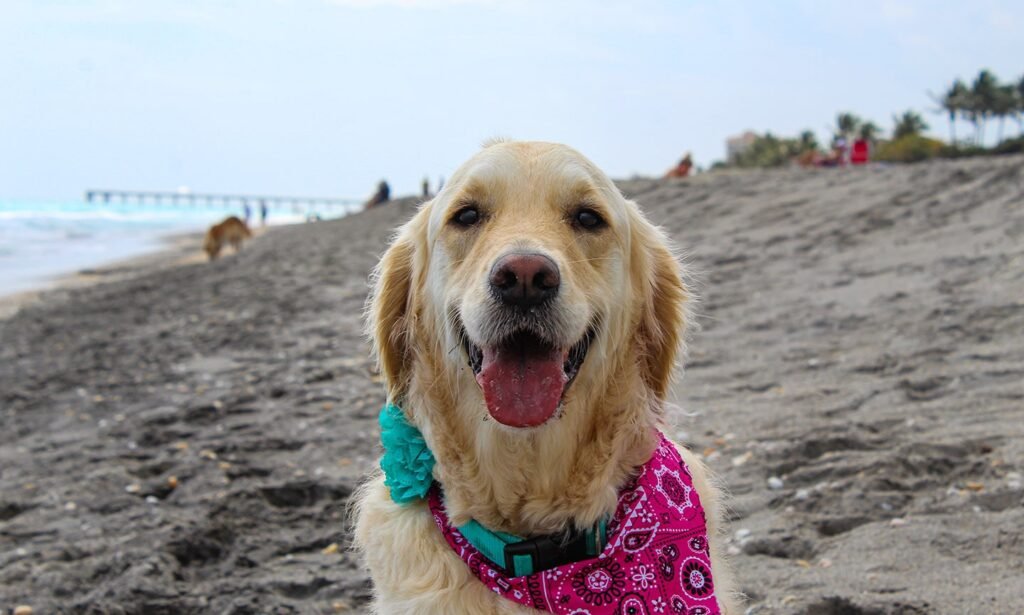 jupiter dog beach rules for puppies under 6 months Jupiter Dog Beach Rules for Puppies Under 6 Months Old