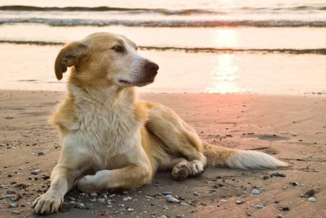 best time of day to take dogs to jupiter beach The Best Time of Day to Take Dogs to Jupiter Beach