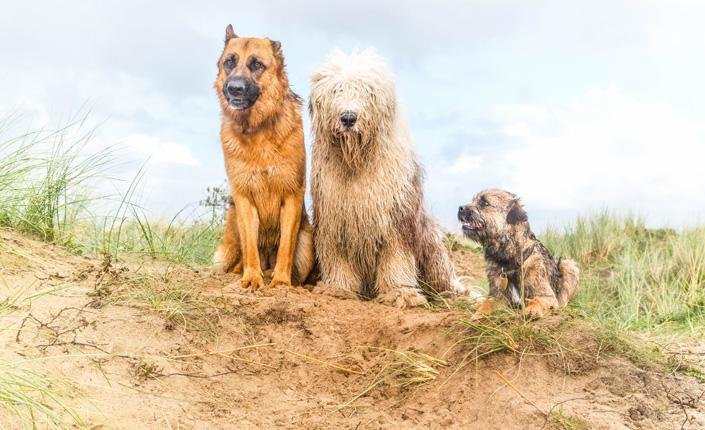 best time of day to take dogs to jupiter beach The Best Time of Day to Take Dogs to Jupiter Beach