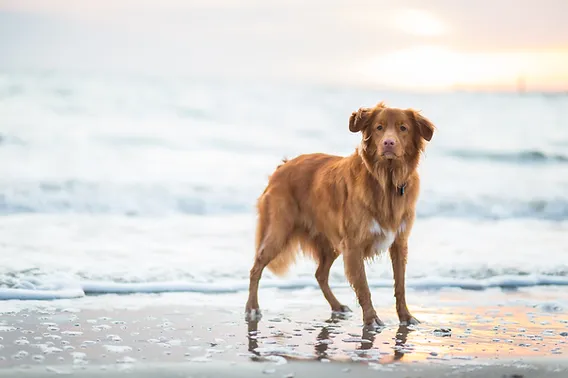 what to look for in a dog friendly beach in florida What to Look for in a Dog Friendly Beach in Florida