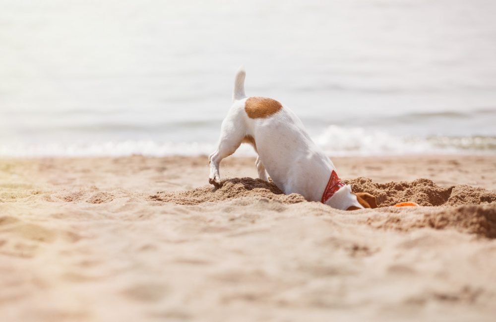 what to pack for a day at jupiter dog beach What to Pack for a Day at Jupiter Dog Beach: A Checklist