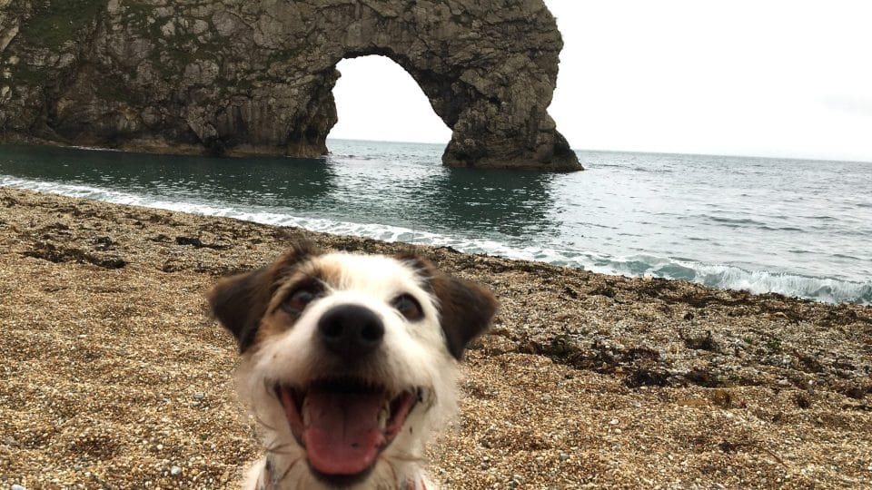 Is There a Limit to How Many Dogs You Can Bring to the Beach?