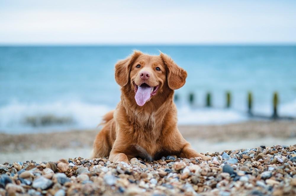 Jupiter Beach Weather Forecast for Dog Owners and Pets