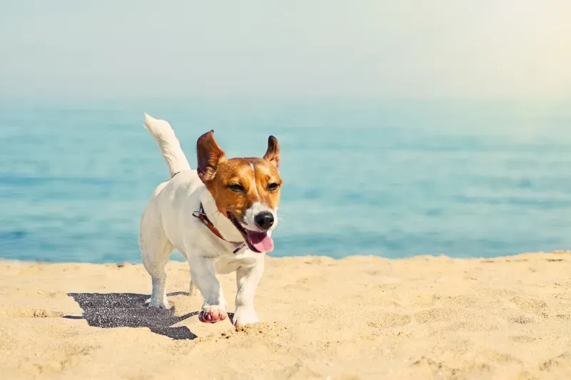 Jupiter Dog Beach Fencing and Boundaries Explained