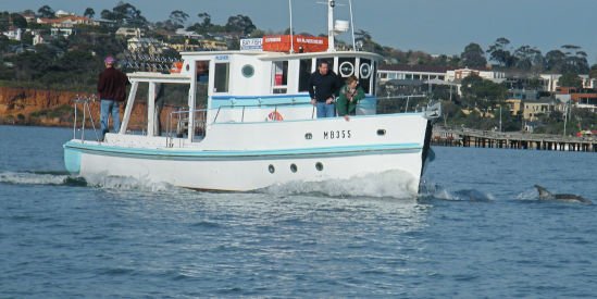 marine mammal conservation education Marine Mammal Conservation Education: How to Help Save Wildlife