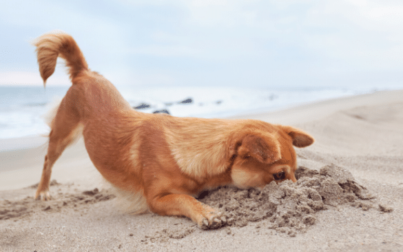 dog friendly boat tours in jupiter Best Dog Friendly Boat Tours in Jupiter, Florida