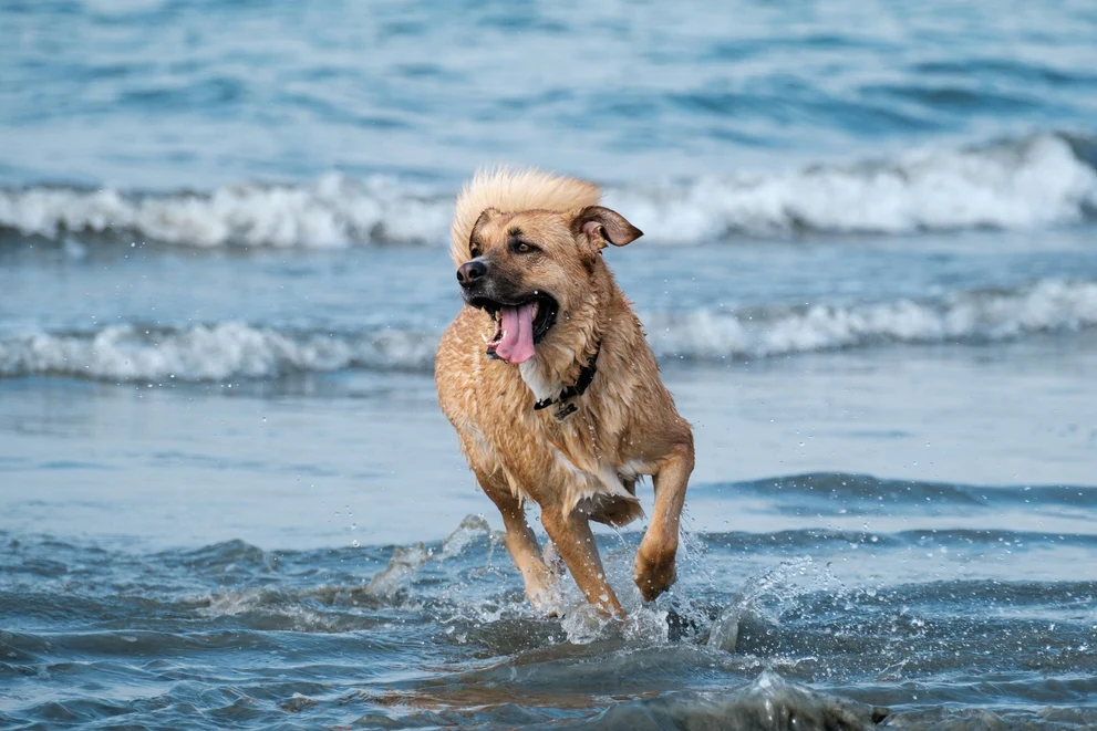 Jupiter Beach Shell Collecting with Pets: A Fun Guide