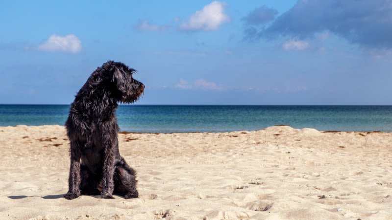 jupiter beach shell collecting with pets Jupiter Beach Shell Collecting with Pets: A Fun Guide